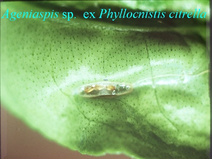 Ageniaspis sp. ex Phyllocnistis citrella 