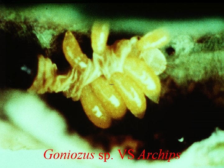 Goniozus sp. VS Archips 