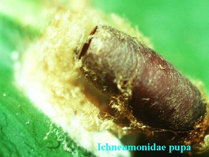 Ichneumonidae pupa 