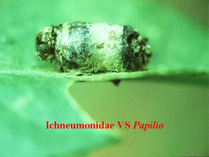 Ichneumonidae VS Papilio 