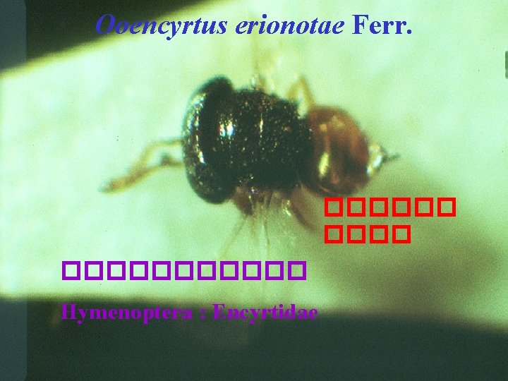 Ooencyrtus erionotae Ferr. ������ Hymenoptera : Encyrtidae 