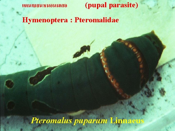 แตนเบยนหนอนผเสอ (pupal parasite) Hymenoptera : Pteromalidae Pteromalus puparum Linnaeus 