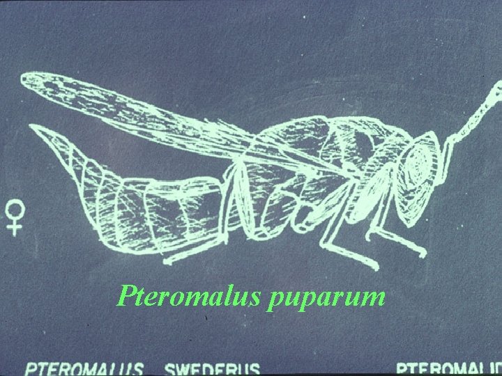 Pteromalus puparum 