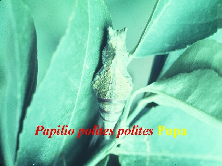 Papilio polites Pupa 