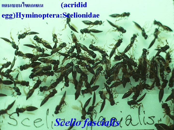 แตนเบยนไขตกแตน (acridid egg)Hyminoptera: Scelionidae Scelio fascialis 