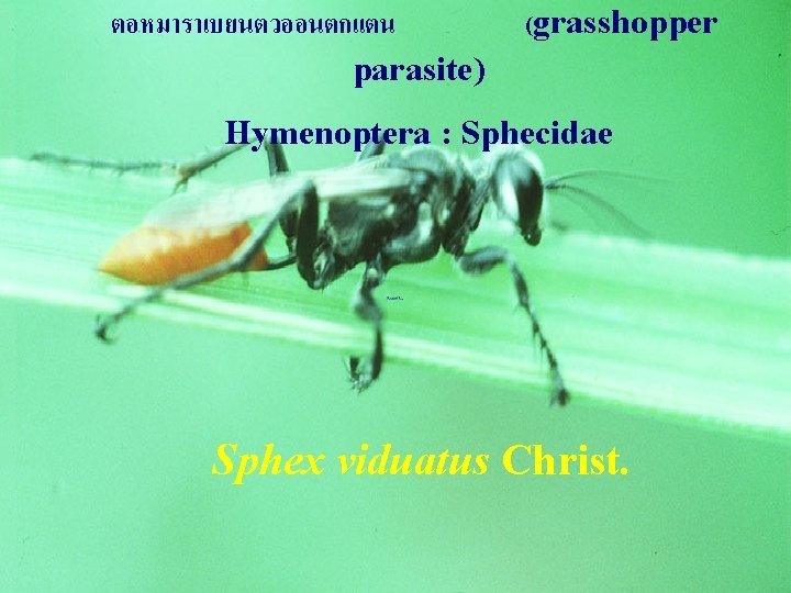 ตอหมาราเบยนตวออนตกแตน parasite) (grasshopper Hymenoptera : Sphecidae Sphex viduatus Christ. 