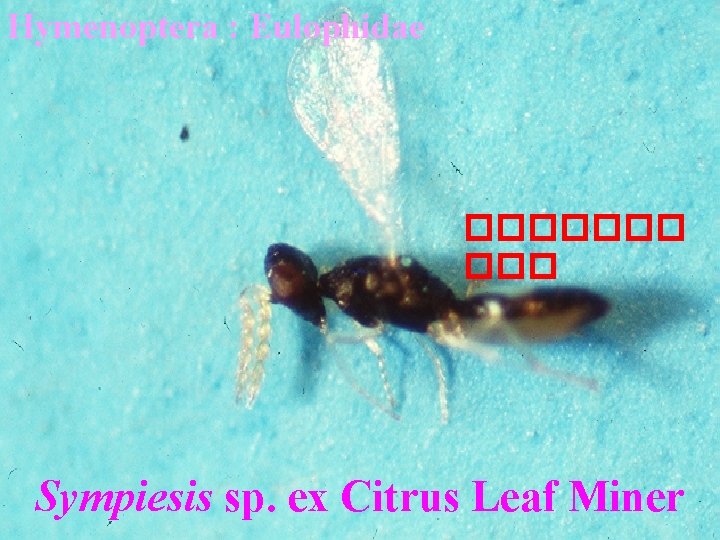 Hymenoptera : Eulophidae ������� Sympiesis sp. ex Citrus Leaf Miner 