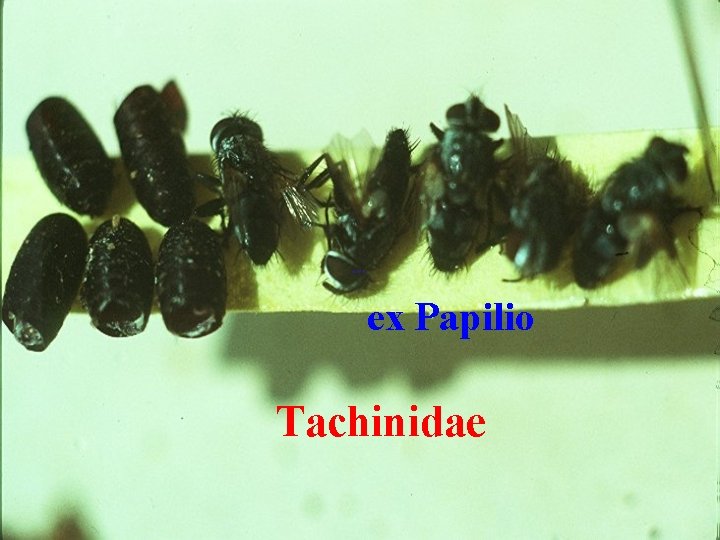 ex Papilio Tachinidae 