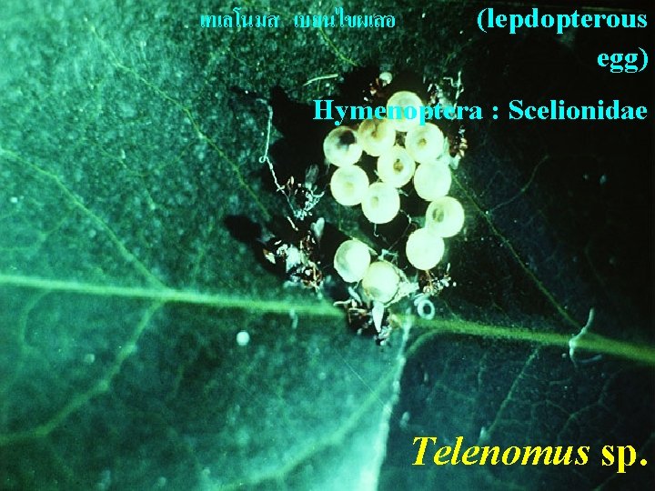 เทเลโนมส เบยนไขผเสอ (lepdopterous egg) Hymenoptera : Scelionidae Telenomus sp. 