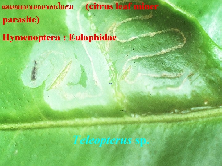 แตนเบยนหนอนชอนใบสม parasite) (citrus leaf miner Hymenoptera : Eulophidae Teleopterus sp. 