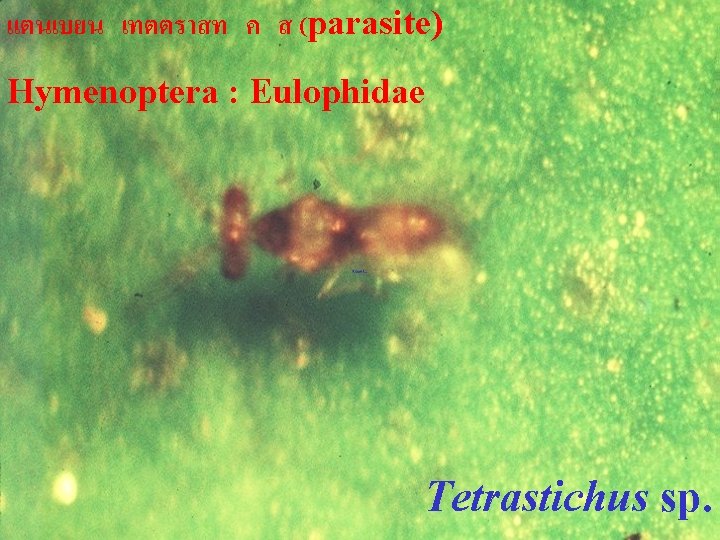 แตนเบยน เทตตราสท ค ส (parasite) Hymenoptera : Eulophidae Tetrastichus sp. 