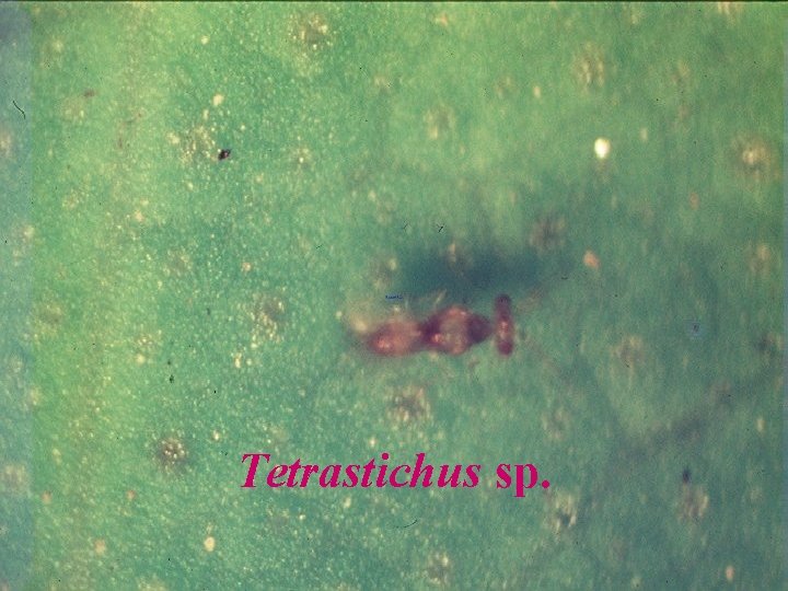 Tetrastichus sp. 