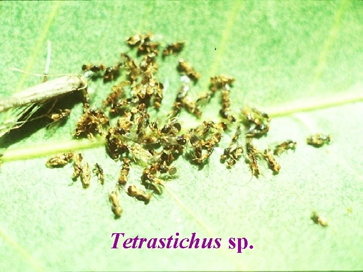 Tetrastichus sp. 