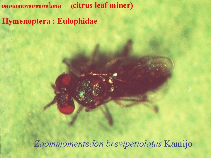 แตนเบยนหนอนชอนใบสม (citrus leaf miner) Hymenoptera : Eulophidae Zaommomentedon brevipetiolatus Kamijo 