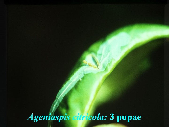 Ageniaspis citricola: 3 pupae 