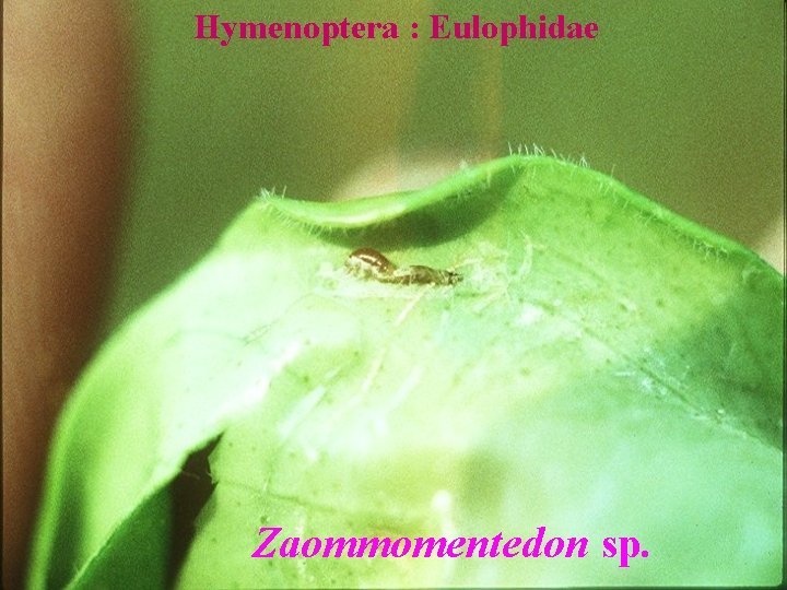 Hymenoptera : Eulophidae Zaommomentedon sp. 