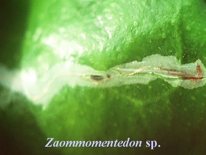 Zaommomentedon sp. 