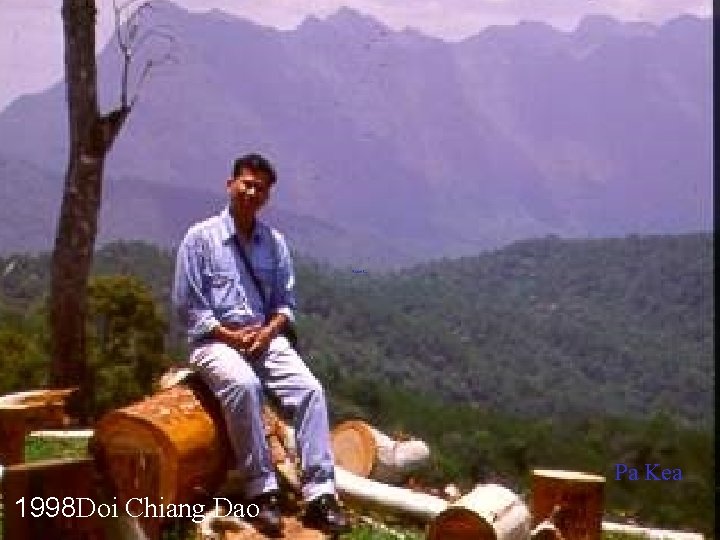 Pa Kea 1998 Doi Chiang Dao 