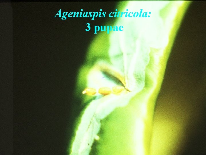 Ageniaspis citricola: 3 pupae 