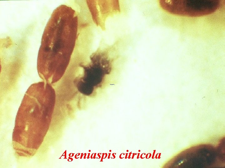 Ageniaspis citricola 