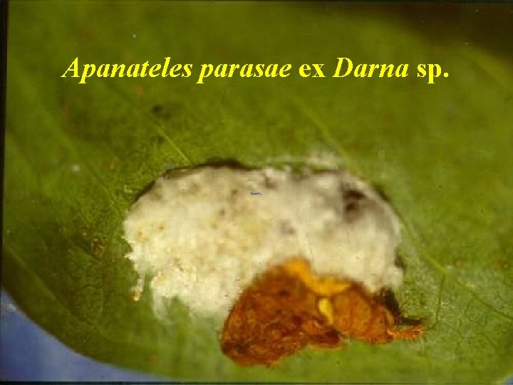 Apanateles parasae ex Darna sp. 