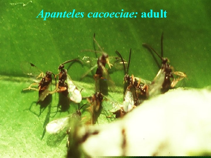 Apanteles cacoeciae: adult 