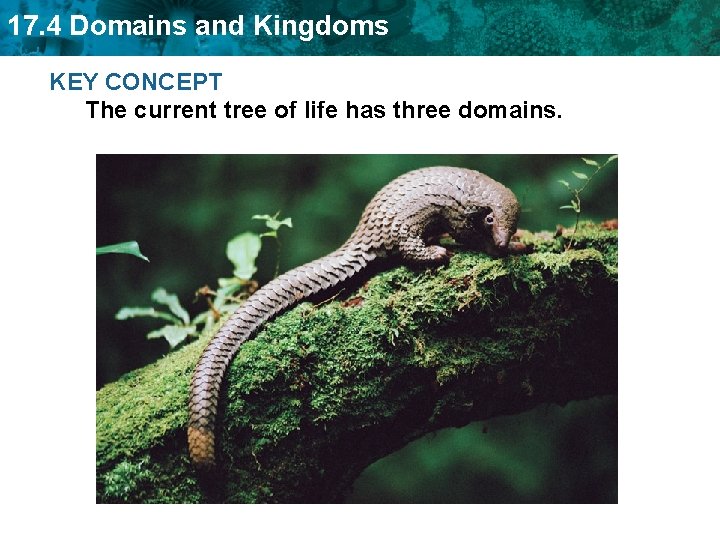 17. 4 Domains and Kingdoms KEY CONCEPT The current tree of life has three