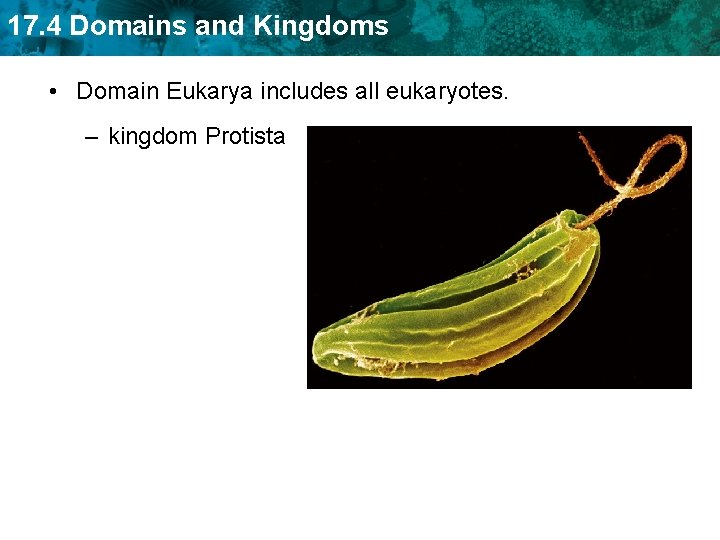 17. 4 Domains and Kingdoms • Domain Eukarya includes all eukaryotes. – kingdom Protista