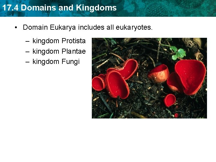 17. 4 Domains and Kingdoms • Domain Eukarya includes all eukaryotes. – kingdom Protista