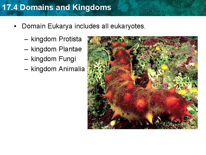 17. 4 Domains and Kingdoms • Domain Eukarya includes all eukaryotes. – – kingdom