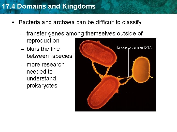 17. 4 Domains and Kingdoms • Bacteria and archaea can be difficult to classify.