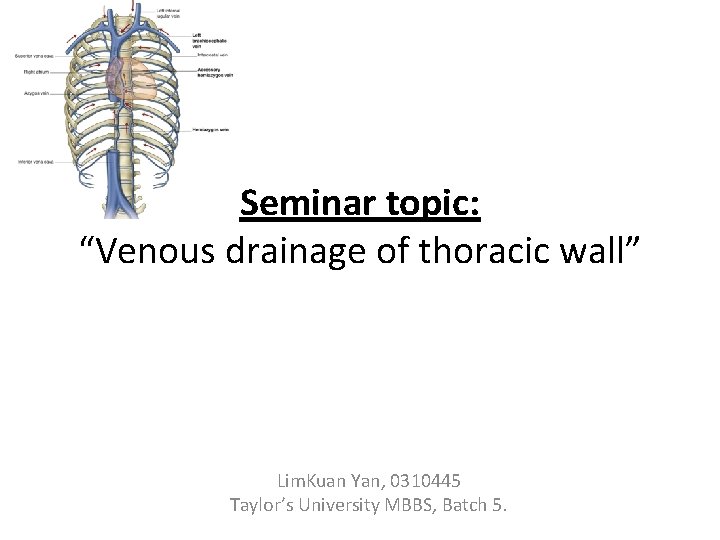 Seminar topic: “Venous drainage of thoracic wall” Lim. Kuan Yan, 0310445 Taylor’s University MBBS,