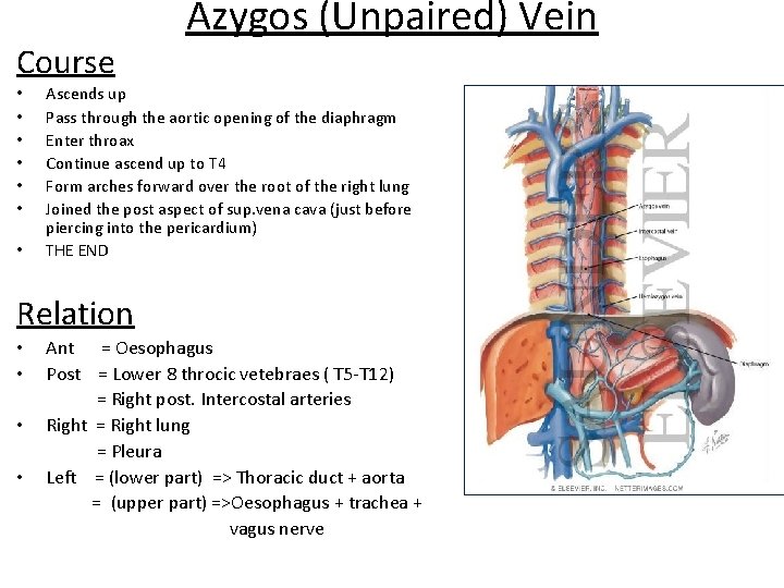 Course • • Azygos (Unpaired) Vein Ascends up Pass through the aortic opening of