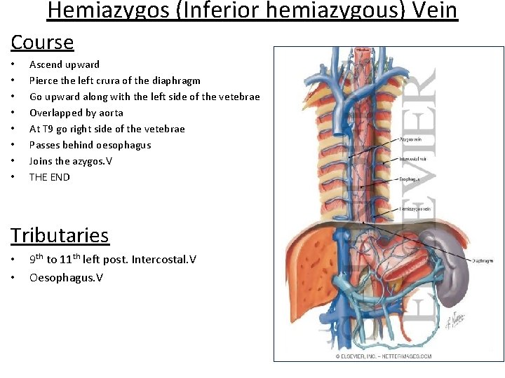 Hemiazygos (Inferior hemiazygous) Vein Course • • Ascend upward Pierce the left crura of