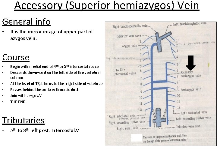Accessory (Superior hemiazygos) Vein General info • It is the mirror image of upper