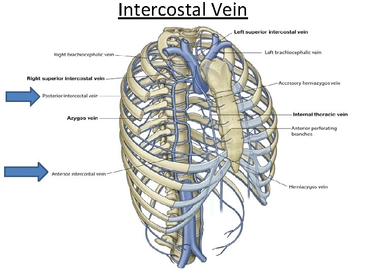 Intercostal Vein 