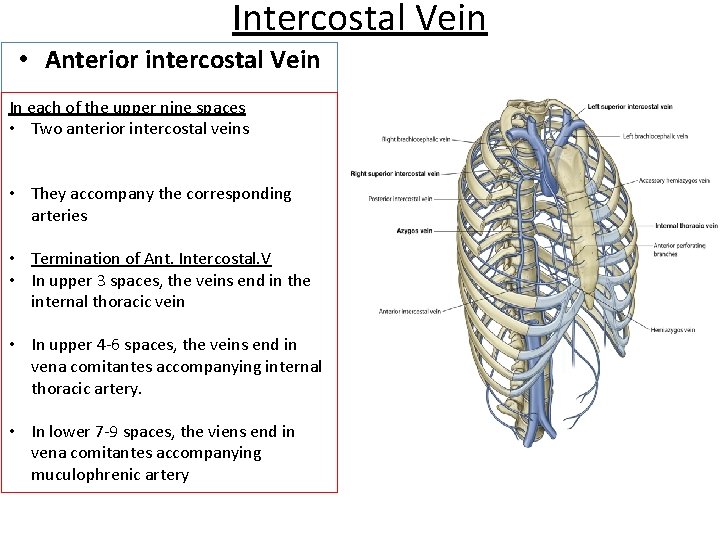 Intercostal Vein • Anterior intercostal Vein In each of the upper nine spaces •