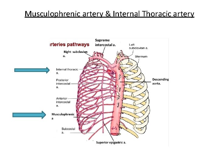 Musculophrenic artery & Internal Thoracic artery 