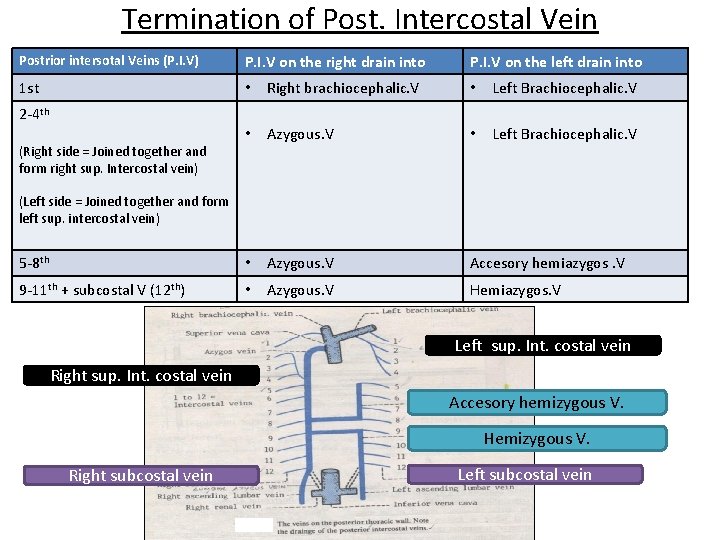 Termination of Post. Intercostal Vein Postrior intersotal Veins (P. I. V) P. I. V