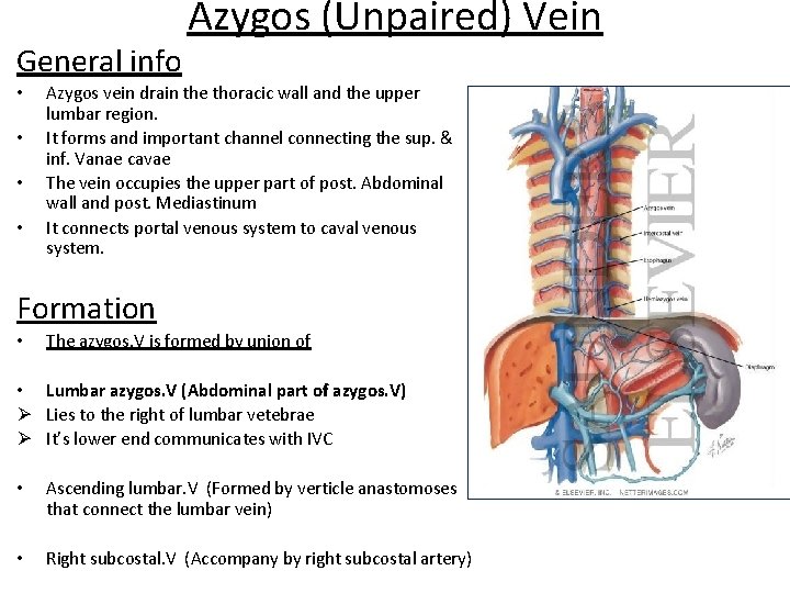 General info • • Azygos (Unpaired) Vein Azygos vein drain the thoracic wall and