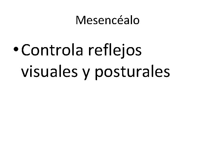 Mesencéalo • Controla reflejos visuales y posturales 