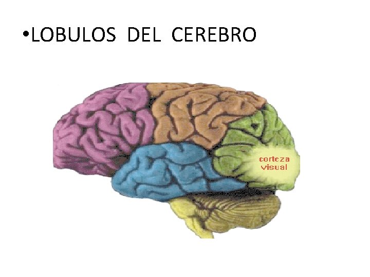  • LOBULOS DEL CEREBRO 