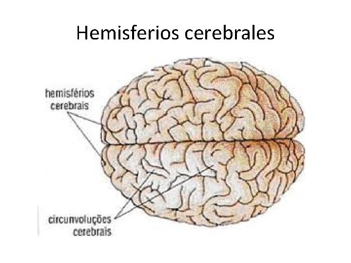 Hemisferios cerebrales 