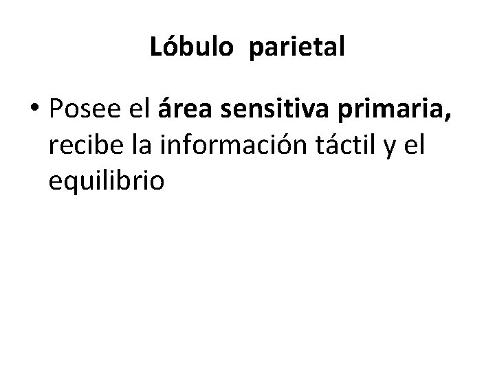 Lóbulo parietal • Posee el área sensitiva primaria, recibe la información táctil y el