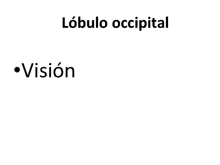 Lóbulo occipital • Visión 