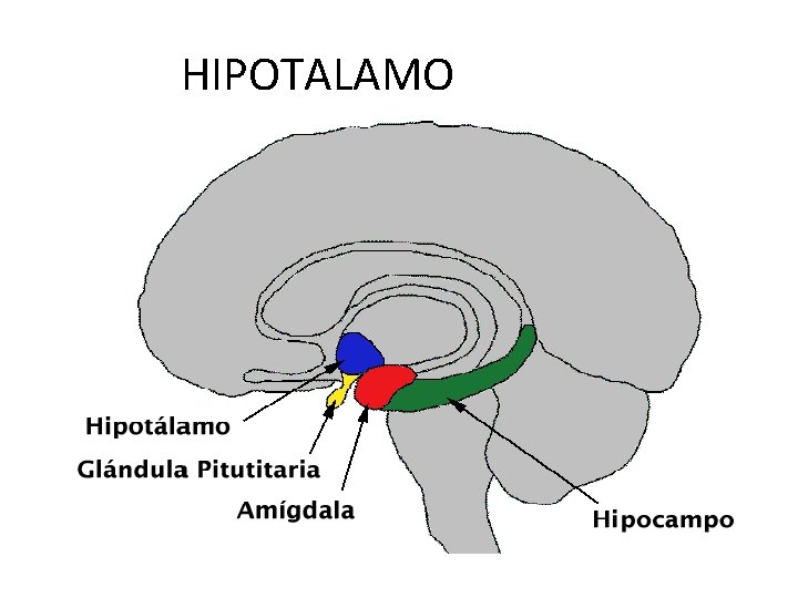 HIPOTALAMO 