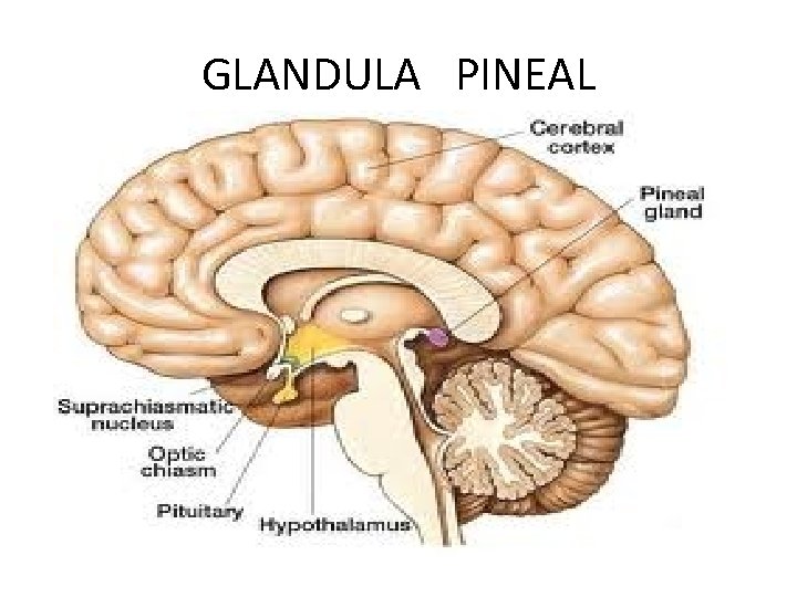 GLANDULA PINEAL 