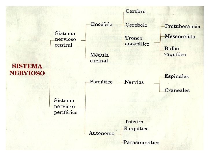 Organización del Sistema Nervioso Entérico 