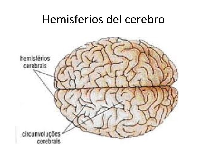 Hemisferios del cerebro 