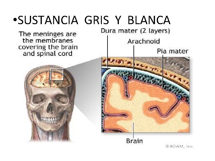  • SUSTANCIA GRIS Y BLANCA 